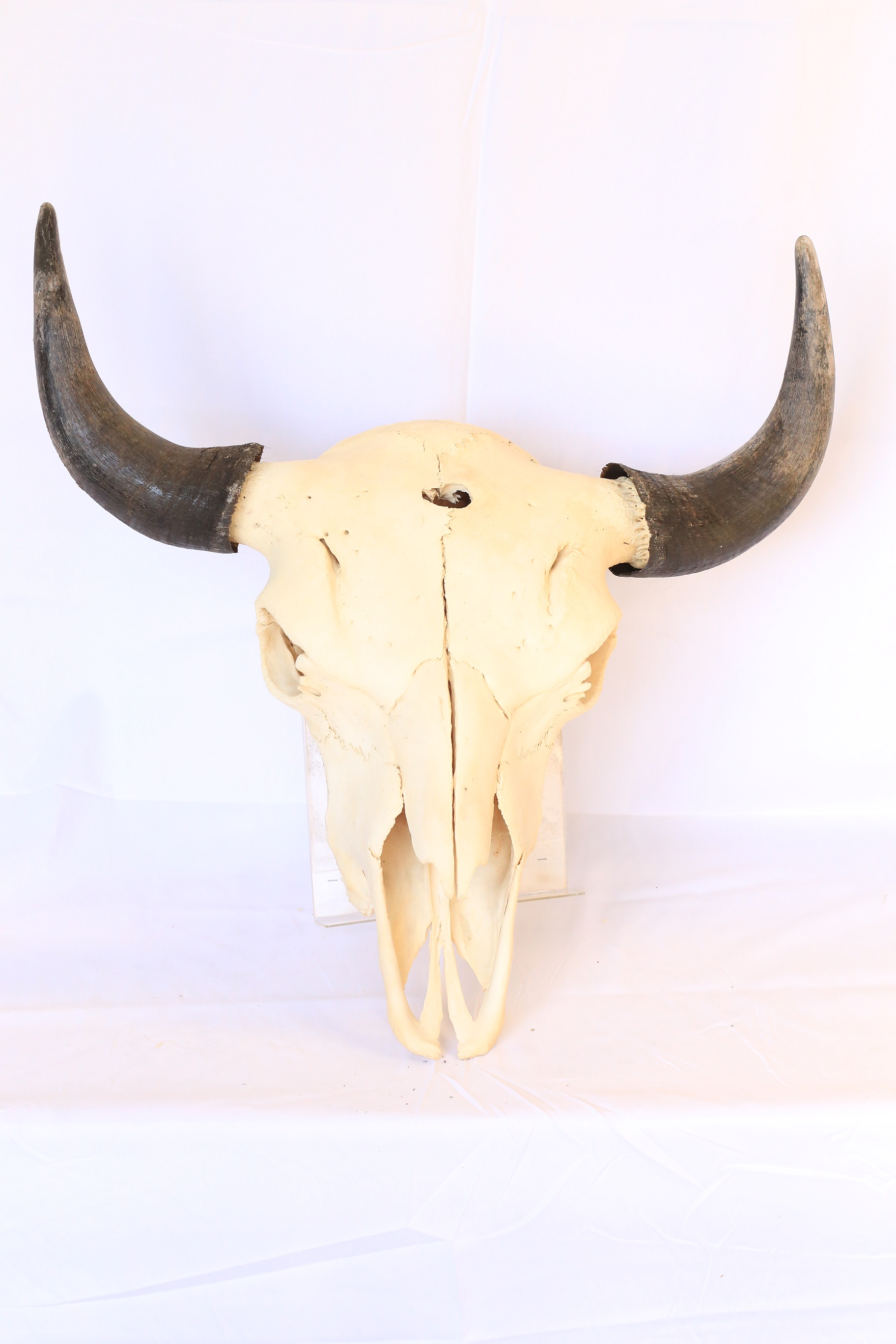 Real Buffalo Bison Skull - Click Image to Close